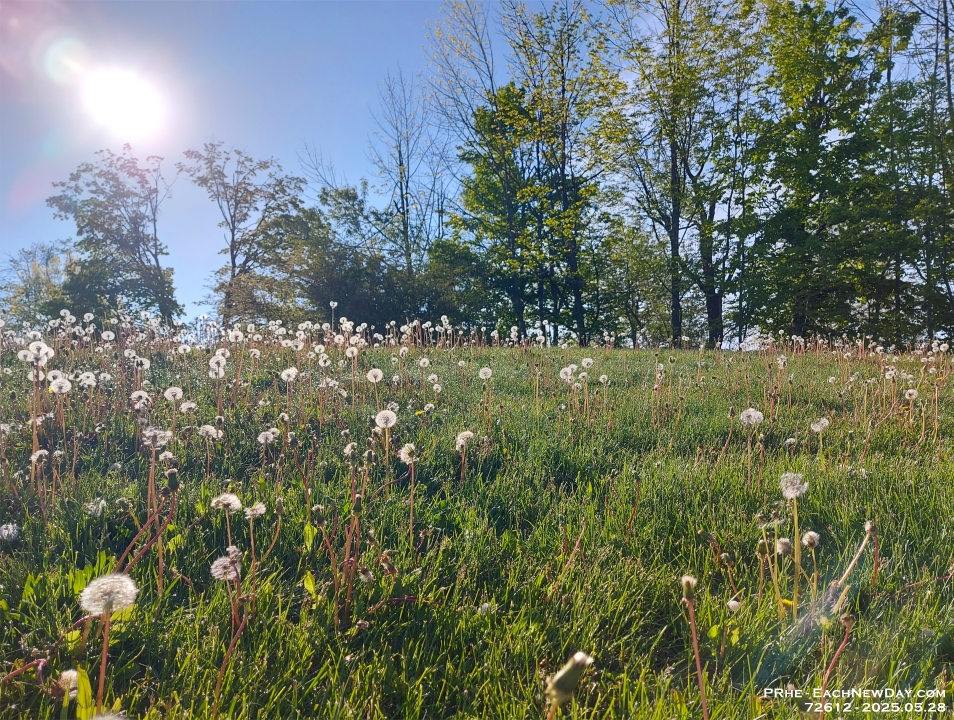 72612ReCrLePe - Dandelion dreams